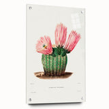 Modern Wall Art: Vibrant Rainbow Cactus Illustration with Pink Blooms