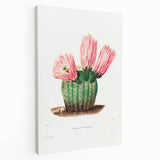 Modern Wall Art: Vibrant Rainbow Cactus Illustration with Pink Blooms