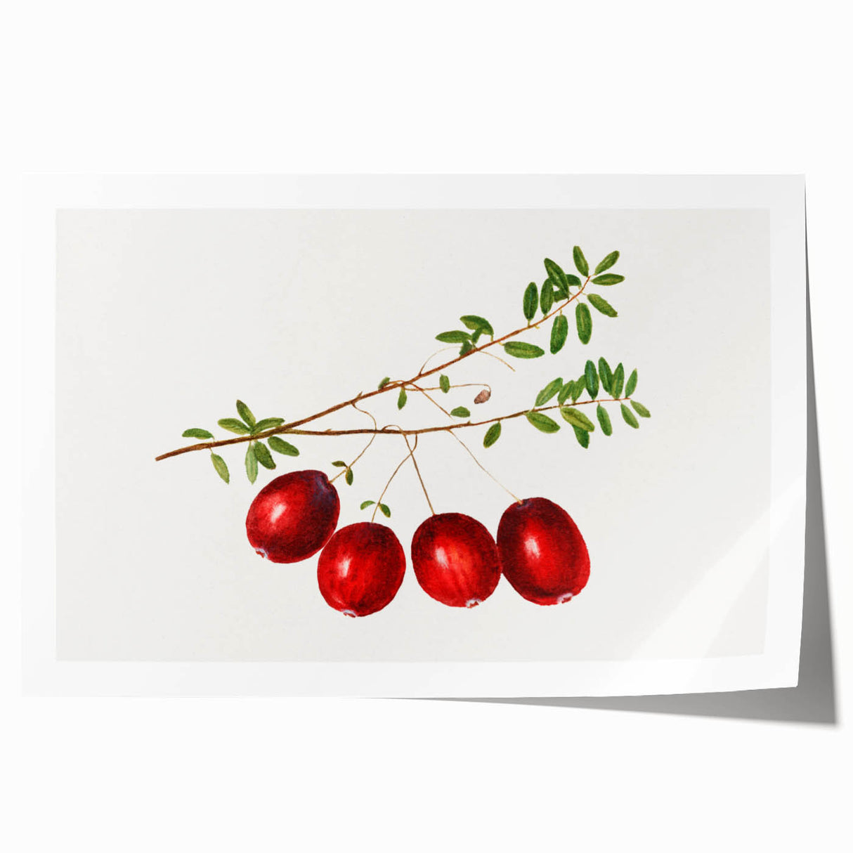 Rolled canvas print of assorted fruits in vibrant colors, suitable for art wall dining room.