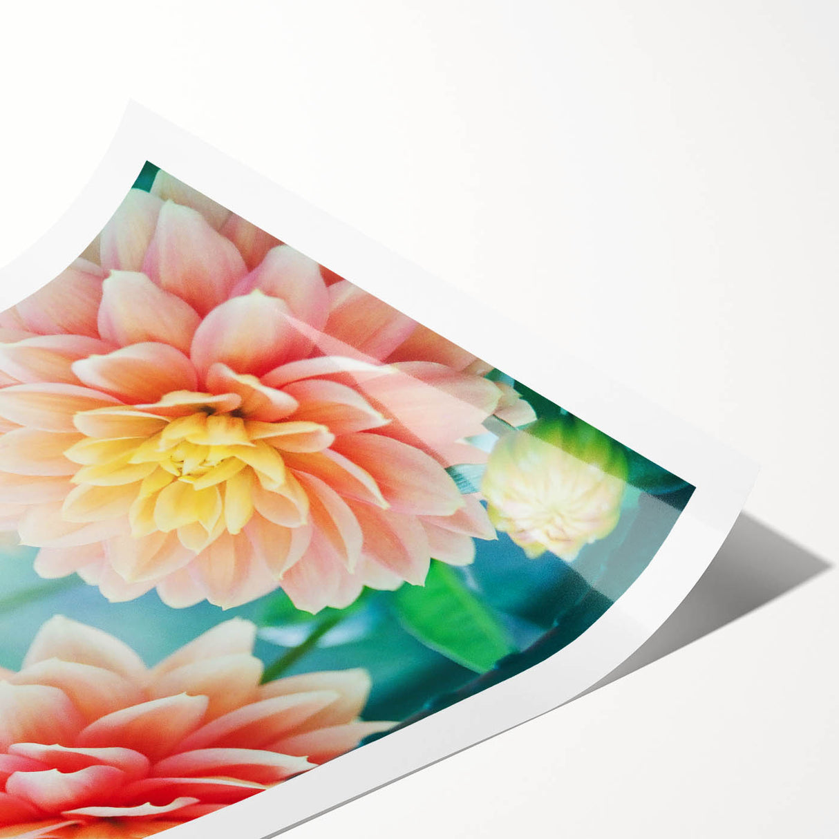 Extra large wall art featuring line art flowers in soft pastel shades on a rolled print.