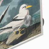 Tropic Bird Realism Art Print - John James Audubon Bird Illustration, 1827