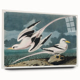 Tropic Bird Realism Art Print - John James Audubon Bird Illustration, 1827