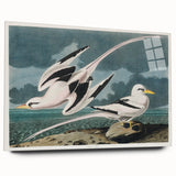 Tropic Bird Realism Art Print - John James Audubon Bird Illustration, 1827