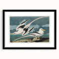 Tropic Bird Realism Art Print - John James Audubon Bird Illustration, 1827