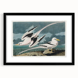 Tropic Bird Realism Art Print - John James Audubon Bird Illustration, 1827