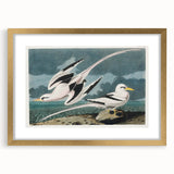 Tropic Bird Realism Art Print - John James Audubon Bird Illustration, 1827