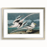 Tropic Bird Realism Art Print - John James Audubon Bird Illustration, 1827