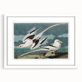 Tropic Bird Realism Art Print - John James Audubon Bird Illustration, 1827