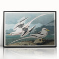 Tropic Bird Realism Art Print - John James Audubon Bird Illustration, 1827