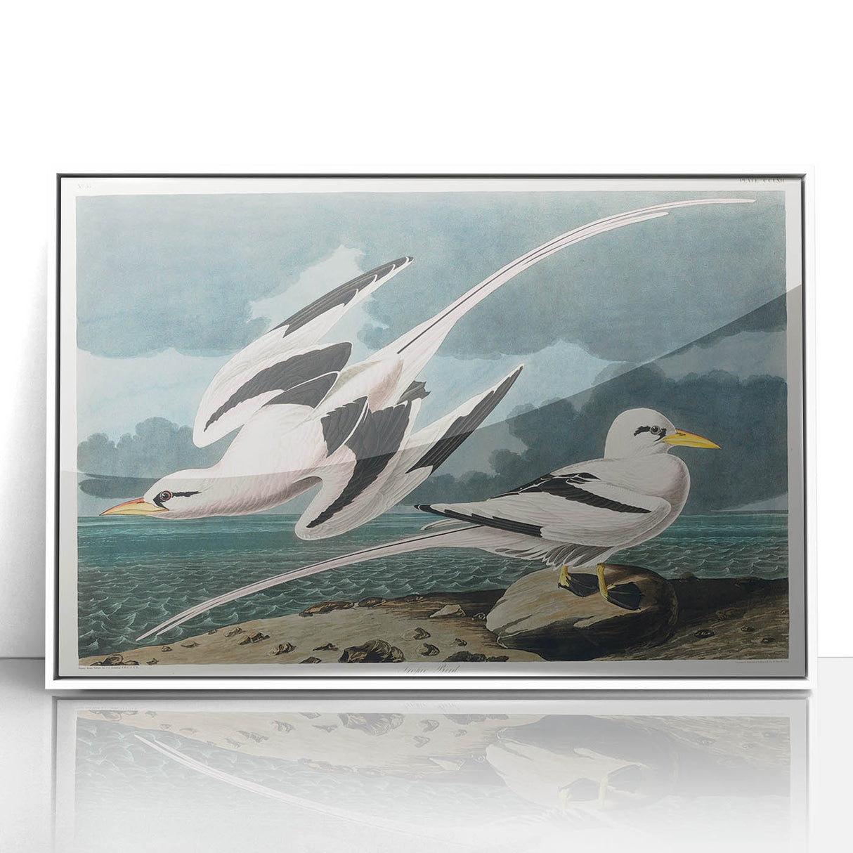 Tropic Bird Realism Art Print - John James Audubon Bird Illustration, 1827