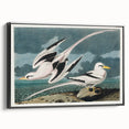 Tropic Bird Realism Art Print - John James Audubon Bird Illustration, 1827