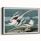 Tropic Bird Realism Art Print - John James Audubon Bird Illustration, 1827