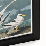 Tropic Bird Realism Art Print - John James Audubon Bird Illustration, 1827