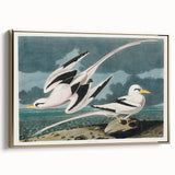 Tropic Bird Realism Art Print - John James Audubon Bird Illustration, 1827