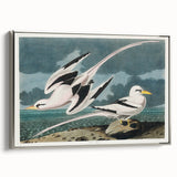 Tropic Bird Realism Art Print - John James Audubon Bird Illustration, 1827