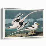 Tropic Bird Realism Art Print - John James Audubon Bird Illustration, 1827