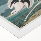 Tropic Bird Realism Art Print - John James Audubon Bird Illustration, 1827