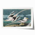 Tropic Bird Realism Art Print - John James Audubon Bird Illustration, 1827