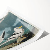 Tropic Bird Realism Art Print - John James Audubon Bird Illustration, 1827