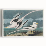 Tropic Bird Realism Art Print - John James Audubon Bird Illustration, 1827