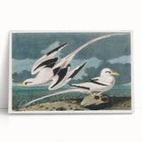Tropic Bird Realism Art Print - John James Audubon Bird Illustration, 1827