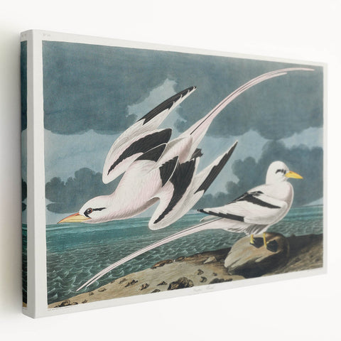 Tropic Bird Realism Art Print - John James Audubon Bird Illustration, 1827
