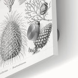 Modern Conifer Botanical Wall Art - Abstract Modern Art Prints