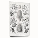 Modern Conifer Botanical Wall Art - Abstract Modern Art Prints