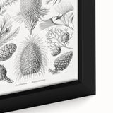 Modern Conifer Botanical Wall Art - Abstract Modern Art Prints