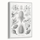 Modern Conifer Botanical Wall Art - Abstract Modern Art Prints