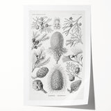 Modern Conifer Botanical Wall Art - Abstract Modern Art Prints