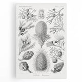 Modern Conifer Botanical Wall Art - Abstract Modern Art Prints