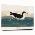 Romanticism Art - Dusky Petrel by John James Audubon Print