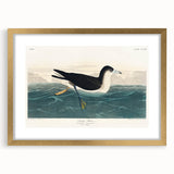 Romanticism Art - Dusky Petrel by John James Audubon Print