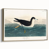 Romanticism Art - Dusky Petrel by John James Audubon Print