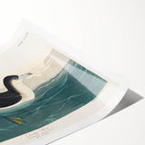 Romanticism Art - Dusky Petrel by John James Audubon Print