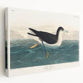 Romanticism Art - Dusky Petrel by John James Audubon Print