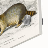 Romanticism Art - Raccoon Illustration by Charles D’Orbigny Print