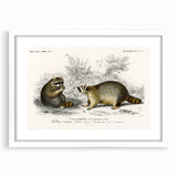 Romanticism Art - Raccoon Illustration by Charles D’Orbigny Print