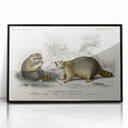 Romanticism Art - Raccoon Illustration by Charles D’Orbigny Print