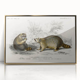 Romanticism Art - Raccoon Illustration by Charles D’Orbigny Print