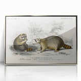 Romanticism Art - Raccoon Illustration by Charles D’Orbigny Print