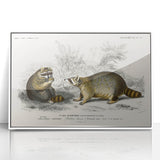 Romanticism Art - Raccoon Illustration by Charles D’Orbigny Print