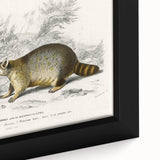 Romanticism Art - Raccoon Illustration by Charles D’Orbigny Print