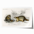 Romanticism Art - Raccoon Illustration by Charles D’Orbigny Print