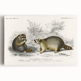 Romanticism Art - Raccoon Illustration by Charles D’Orbigny Print