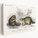 Romanticism Art - Raccoon Illustration by Charles D’Orbigny Print