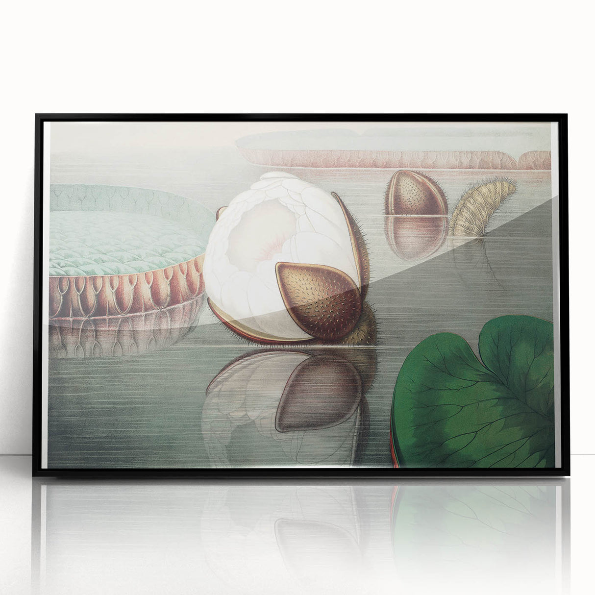 Victoria Regia Water Lily Realism Art Print - Classical Realism Canvas Decor