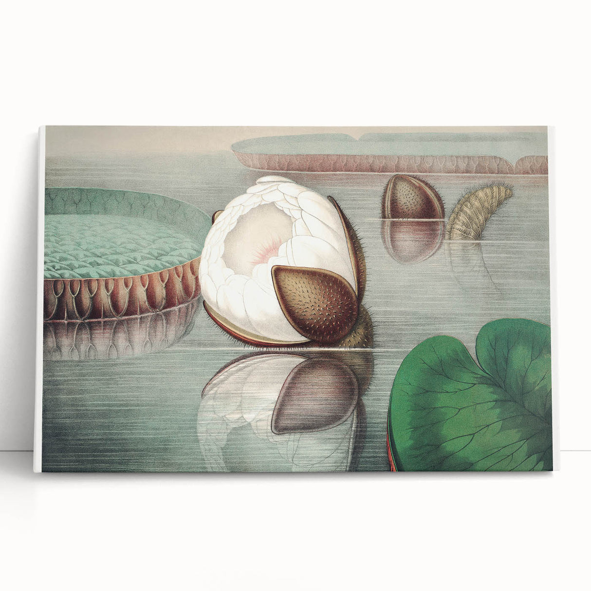 Victoria Regia Water Lily Realism Art Print - Classical Realism Canvas Decor