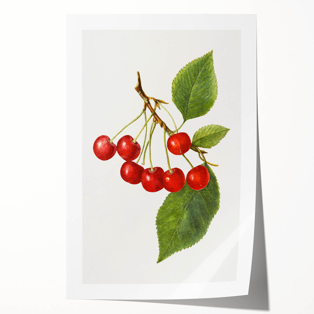 Extra large rolled canvas print featuring an array of vibrant fruits, ideal for art wall dining room decor.